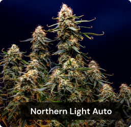 Northern Light Auto